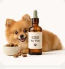 Um lulu-da-pomerânia com um produto de CBD